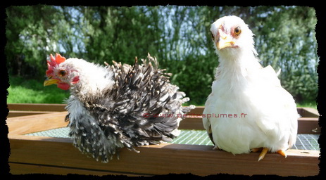Jeunes Chabos Jeunes Chabo (Nagasaki), coq frisé et poule