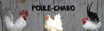 Forum Poule Chabo