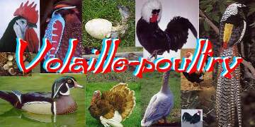 Volaille Poultry