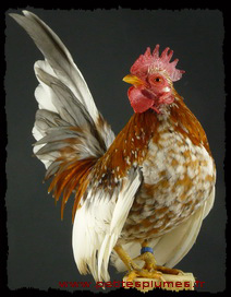 Coq Serama Coq Serama