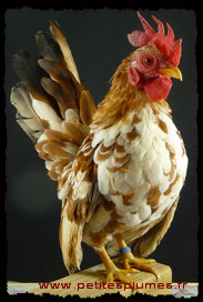 Coq Serama