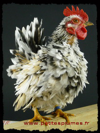 Coq Serama fris