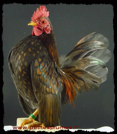 Coq Serama