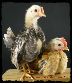Poussins Serama
