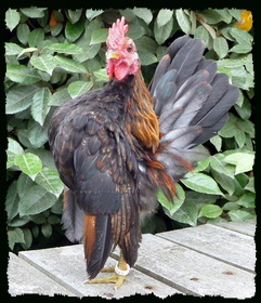 Coq Serama Malais Coq Serama Malais