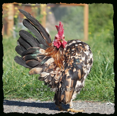 Coq Serama Malais Serama Malais