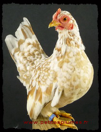 Poule Serama cailloutée Poule Serama cailloutée