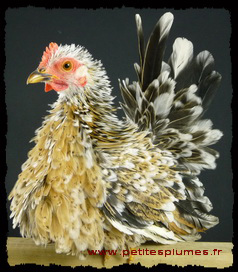 Poule Serama frisée Poule Serama Frisée