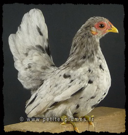Poule Serama bleue Poule Serama bleue