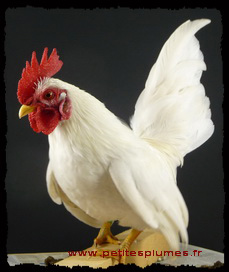 Coq Serama Blanc