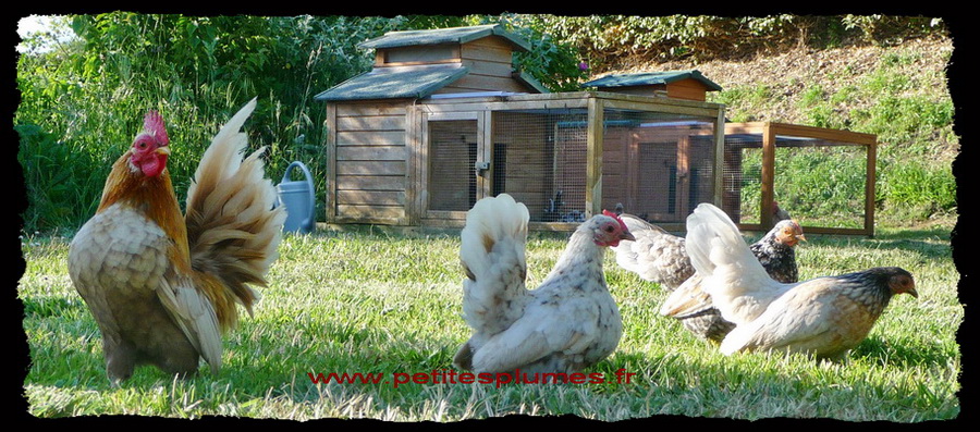 Havanito, le coq Serama et ses poules Serama. la plus petite poule du monde !