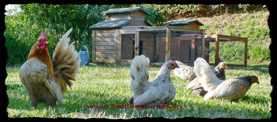 Havanito, le coq Serama et ses poules Serama Havanito, le coq Serama et ses poules Serama. la plus petite poule du monde !
