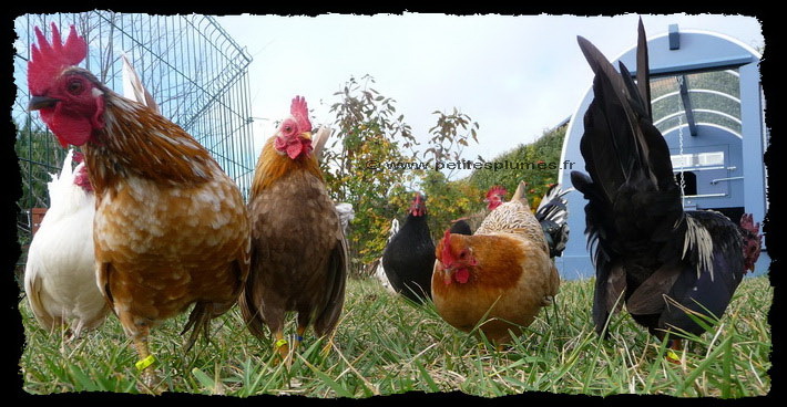 Groupe de Seramas Les seramas des Petites Plumes, Havanito...
